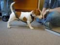 Får jag presentera Mattis. Jack Russelvalp, 14 veckor