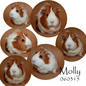 Molly, såklart! (Foto: Eragons)
